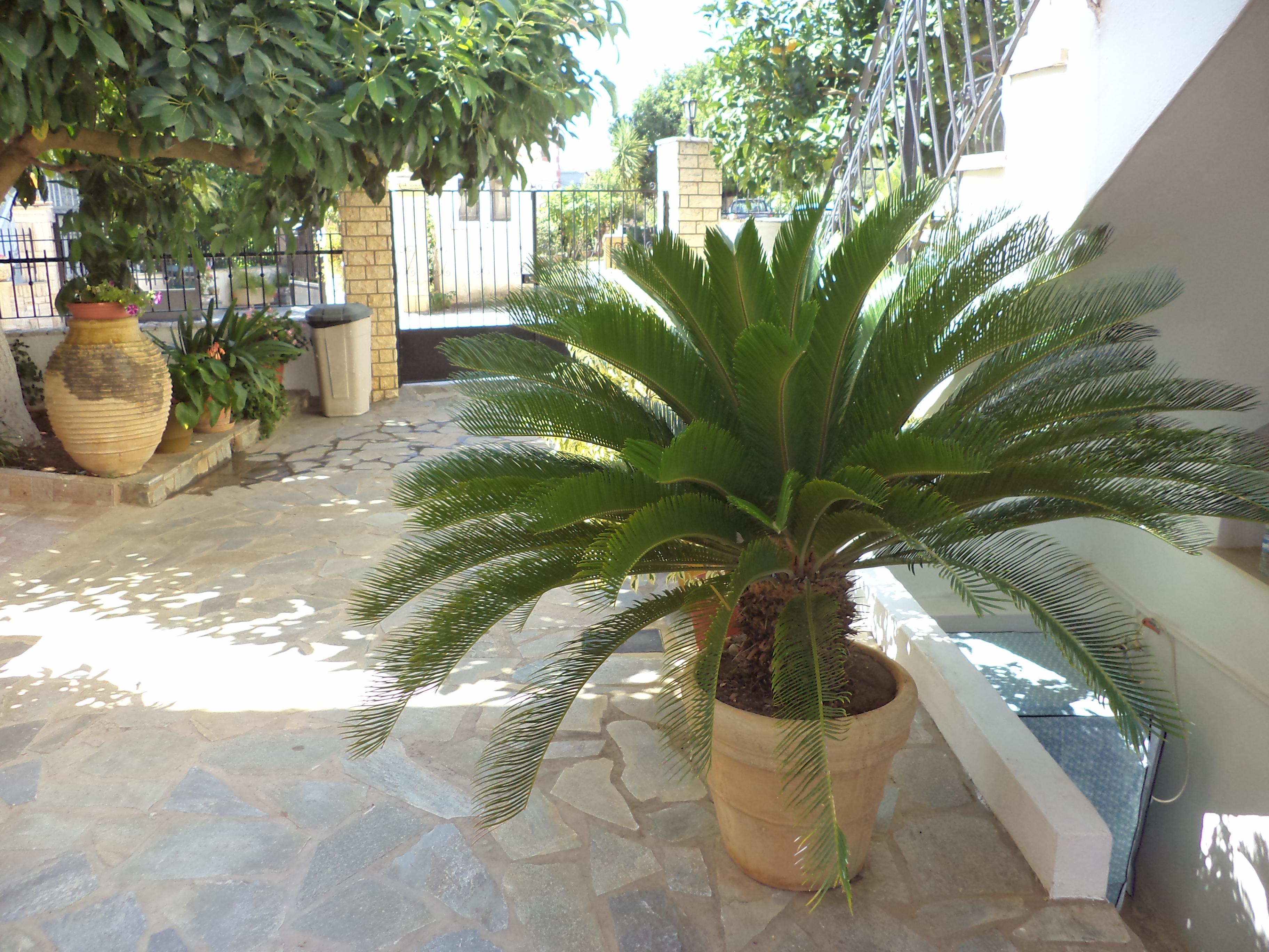 Dionysios Studios Skala  Exterior photo